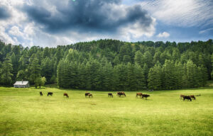 shutterstock_677116666-Dalhousie-Khajjar